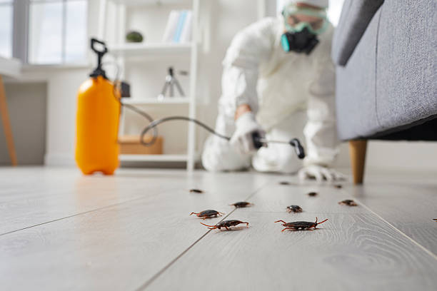 Affordable Cockroach Control solutions in Ina, IL